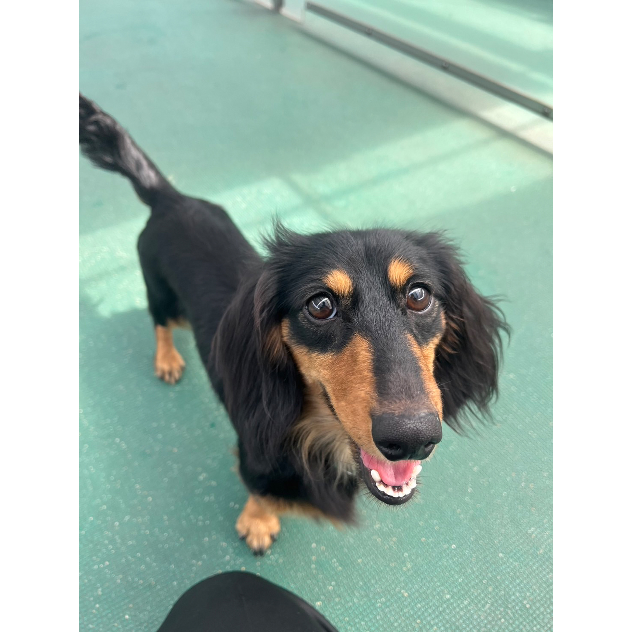 生徒が撮影したモデル犬の写真を送ってくれました☆